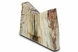 Tall Colorful Petrified Wood Bookends - Washington #382173-1
